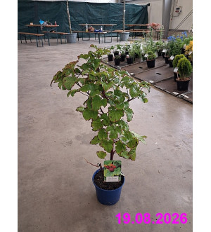 Rubus idaeus 'Raspberry Tower'® C 2 L